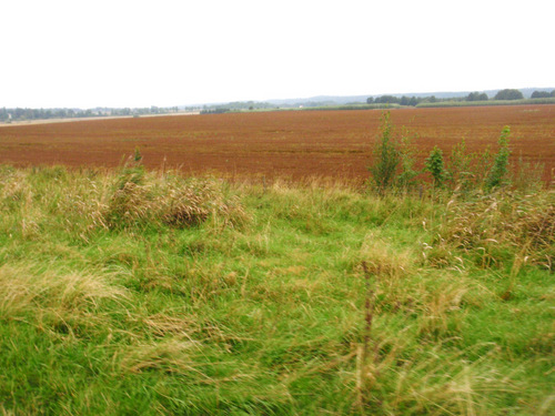 A red grass/grain crop in the field.